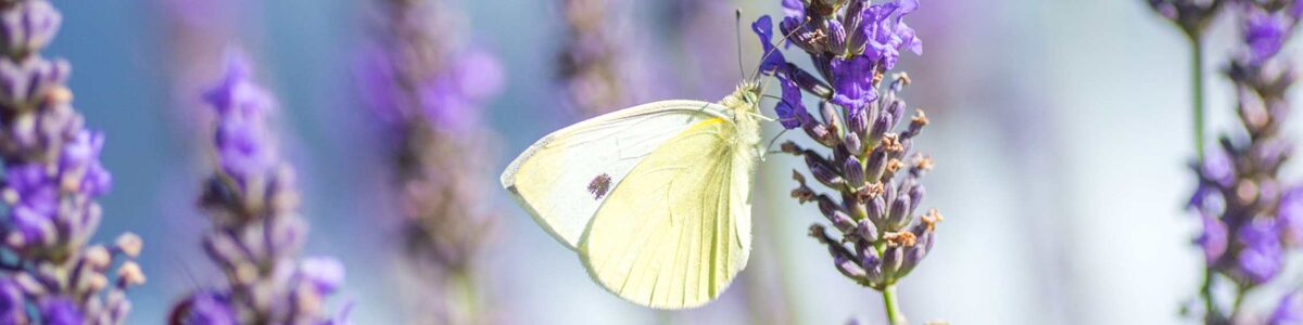 Schmetterling_Lavendel